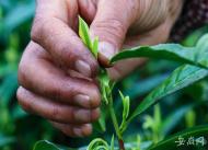 孫遠剛：冬梅的茶