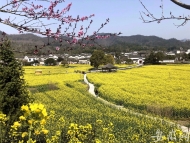 速來圍觀！黃山市發布“花海地圖”