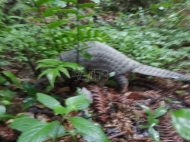 安徽省消保委發布消費提醒：革除濫食野生動物陋習 