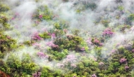 王張應：窗前一樹紫荊花	              