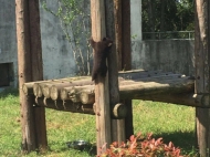 合肥野生動(dòng)物園：歡迎市民給黑熊龍鳳胎寶寶賜名