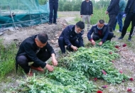 男子種植近2000株罌粟   被蕪湖警方采取刑事強(qiáng)制措施