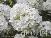 江春：老街上的夏日么么茶