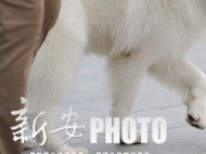 蚌埠：限養(yǎng)區(qū)內(nèi) 嚴(yán)格禁止個(gè)人飼養(yǎng)烈性犬