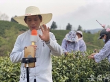 带货那些事|“老茶农”变身“新主播”卖茶叶