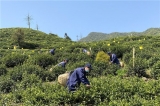 安徽黄山风景区“五一”假期限流 未预约不得进入景区