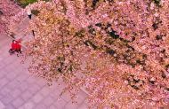 窅娘：花都開了