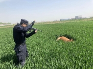 碩大“瘋”牛在村中瘋狂沖擊路人   蕭縣特警將其擊斃保平安