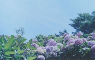 查晶芳：初秋晨曲
