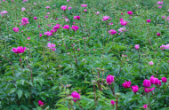 黃丹丹：陌上花