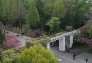中國科學技術大學櫻花綻放 航拍下的風景美如畫