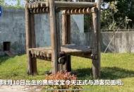 合肥野生動(dòng)物園：歡迎市民給黑熊龍鳳胎寶寶賜名