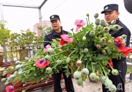 淮南一居民花盆里非法種植罌粟被處理