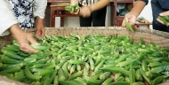 泗县：贫困户里走出了“田秀才”