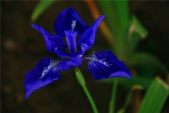 孫邦明：鳶尾花開了