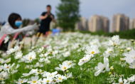 合肥四季花海公園迎來盛花期