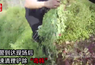 宣城：三名初中生舉報(bào)河灘有罌粟?民警處置后送表揚(yáng)信