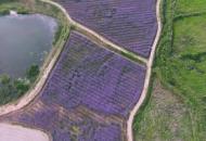 巢湖廟崗鄉尖山湖百畝紫色花海醉游人