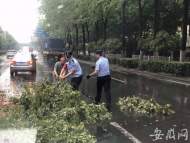 樹木折斷阻礙交通 合肥民警及時清理路障