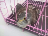 一只隼幼鸟受伤无法飞行 已被送往合肥野生动物园救治