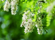 楊根秀:  槐花