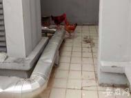 合肥一高檔小區被曝有人樓頂養雞 小區物業下通牒