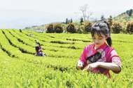 唐紅：一草一木總關情——張揚散文集《抱琴》淺讀
