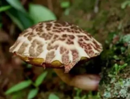 休寧縣一家4口誤食野蘑菇中毒