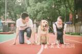 让盲人出行更方便 导盲犬在中国逐渐告别“出行难”