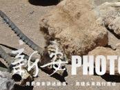 非法食用野生動物 最高十倍罰款！安徽這則辦法正在征求意見