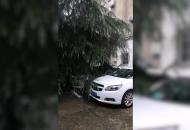 一棵大樹倒下壓到兩輛車 事發宣城某小區