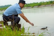 舒城民警放生被救助的“黑水雞”