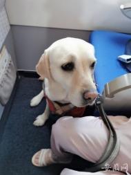 合肥一航班迎來特殊“旅客”   合肥首批導盲犬愛薇陪主人坐飛機  