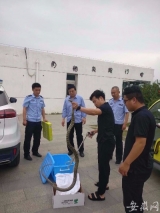 近2米长大蛇闯鸡舍  萧县民警及时擒获送至野生动物园