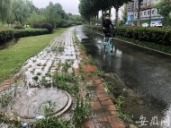 現場短新聞|合肥金斗路污水橫流多天 路面長滿青苔