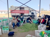 【中国梦•践行者】90后驻村书记李华一：三里庄村掀起一场红火的“蔬菜革命”