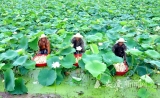水生蔬菜 助农致富