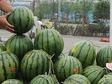 合肥蜀山區222處西瓜銷售點6月3日正式開放