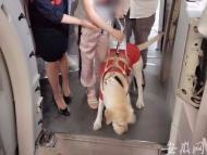 特殊的“旅客”：導盲犬愛薇護送主人坐飛機