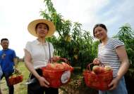 安慶大觀2020年夏季農(nóng)產(chǎn)品采摘文旅節(jié)啟動