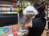 合肥养犬管理条例实施：申领犬只登记证 别自行打疫苗