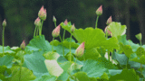 方圣：肥西花木诗经