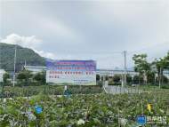 徐玉向：茄子花开带雨眠