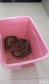 非法馴養野生動物 兩名犯罪嫌疑人被滁州警方抓獲