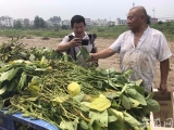 蒙洼蓄洪区村民崔辉仁：下午豆地将被淹没