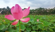 葛蓉：夢(mèng)與江南長相隨