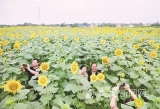 宿松油葵花开扶贫基地 