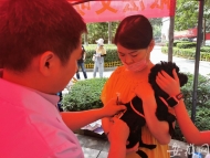 合肥市已發放養犬登記證1.9萬枚 8月將進入集中整治期
