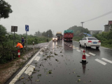 暴雨致大树倒伏  东至公路分局紧急排险