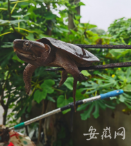 市民路边捡到一只龟 竟是国家一级保护野生动物